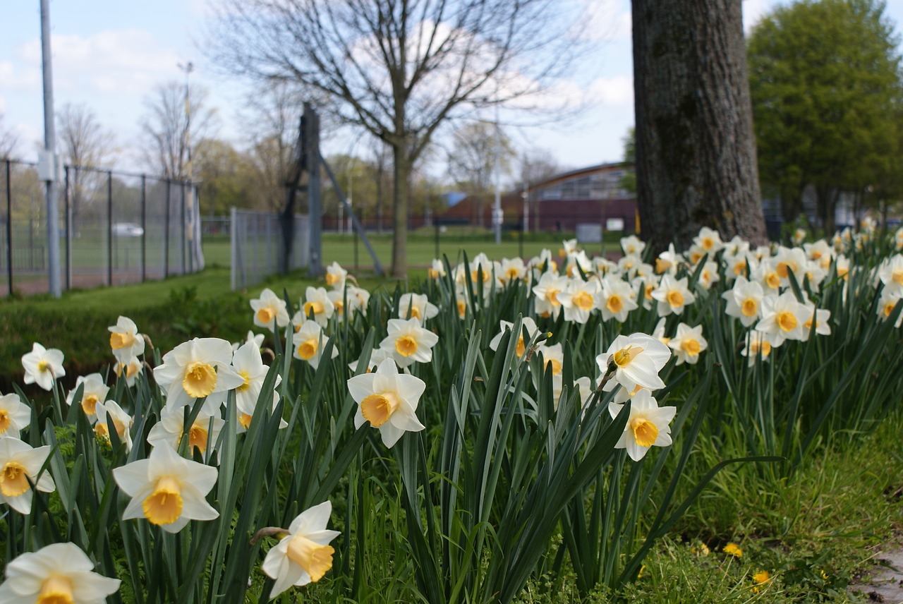 flowers  yellow  nature free photo