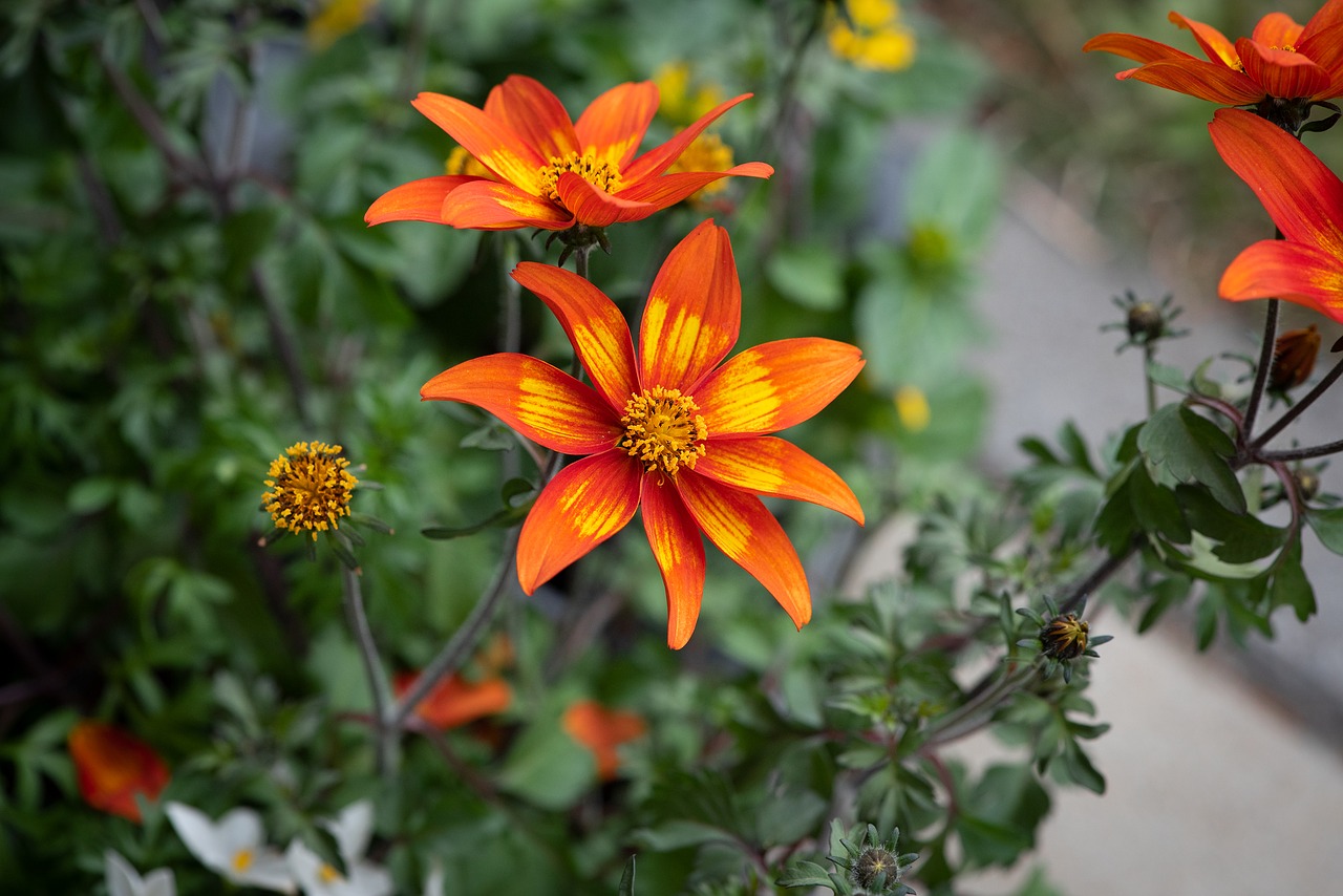 flowers  orange  garden free photo