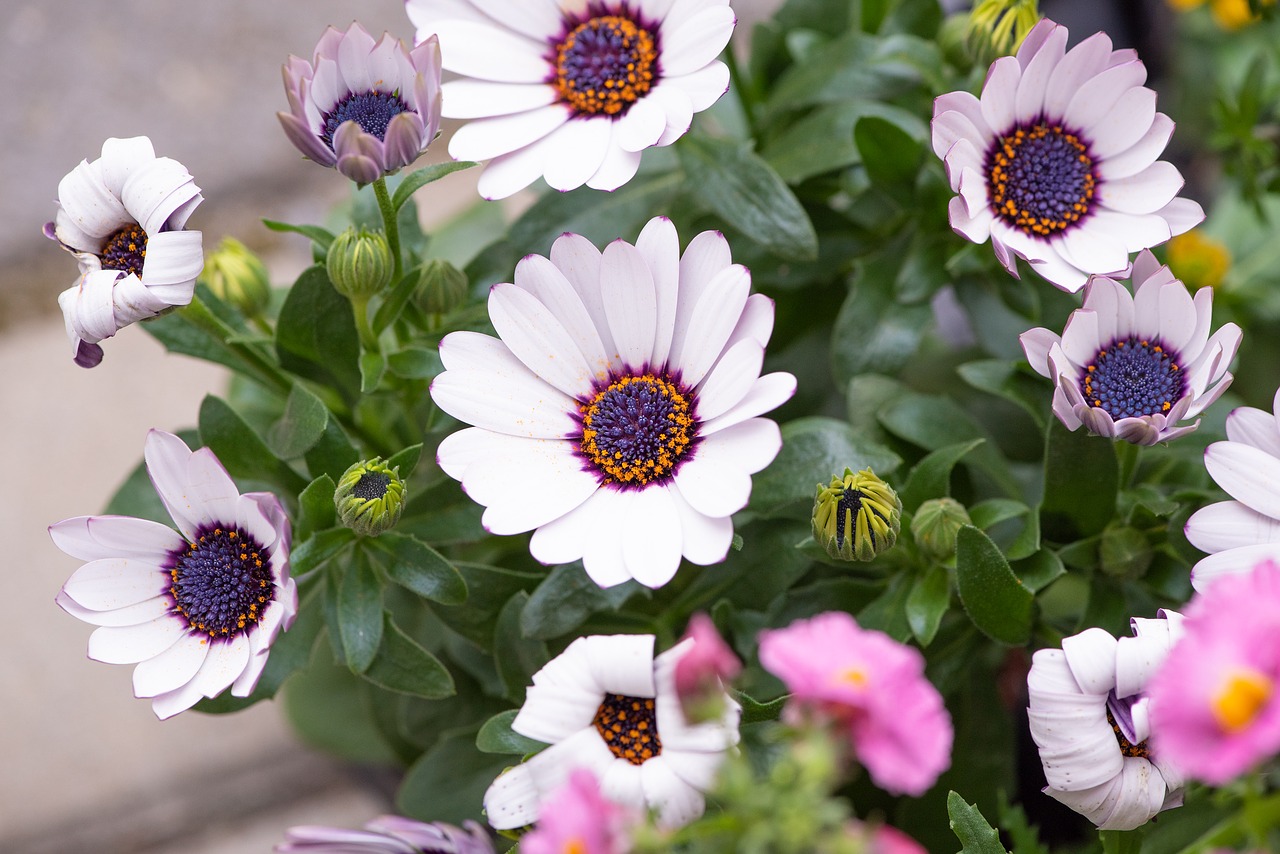 flowers  white  garden free photo