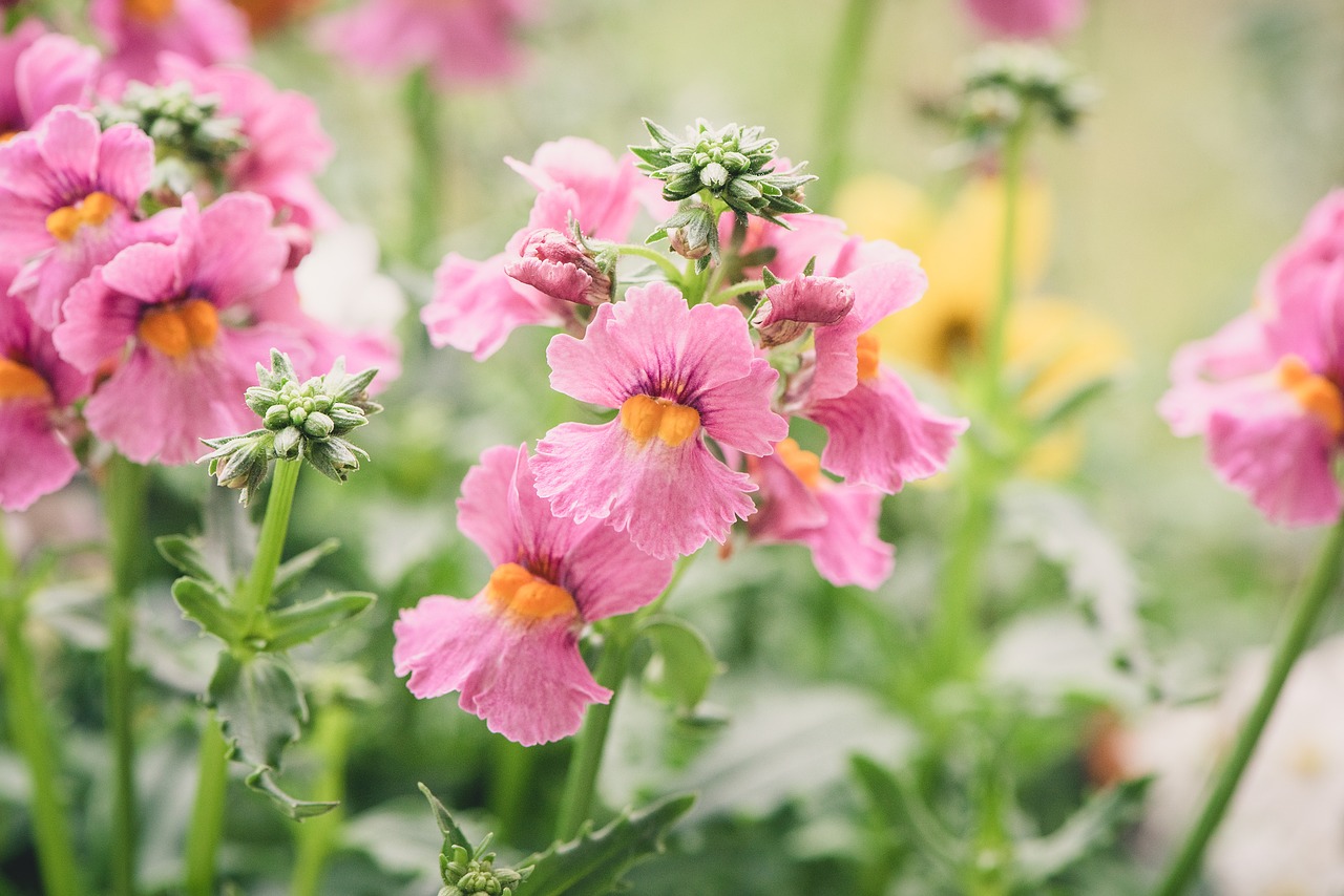 flowers  pink  tender free photo