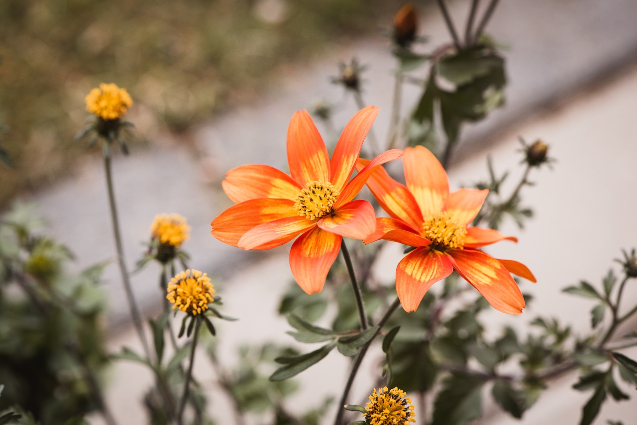 flowers  orange  garden free photo