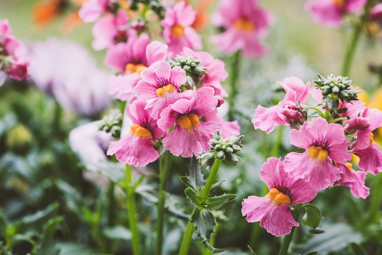 flowers  pink  pink flowers free photo