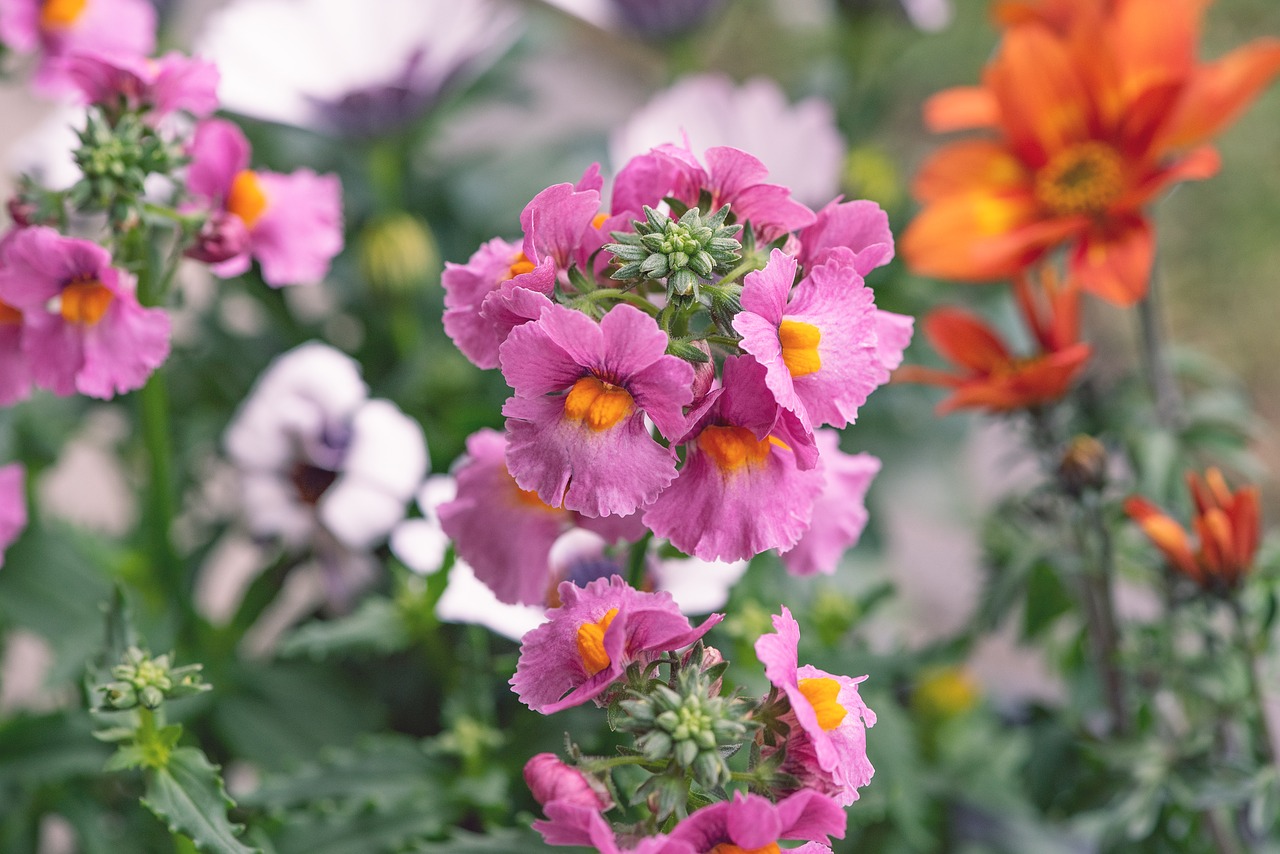 flowers  colorful  garden free photo