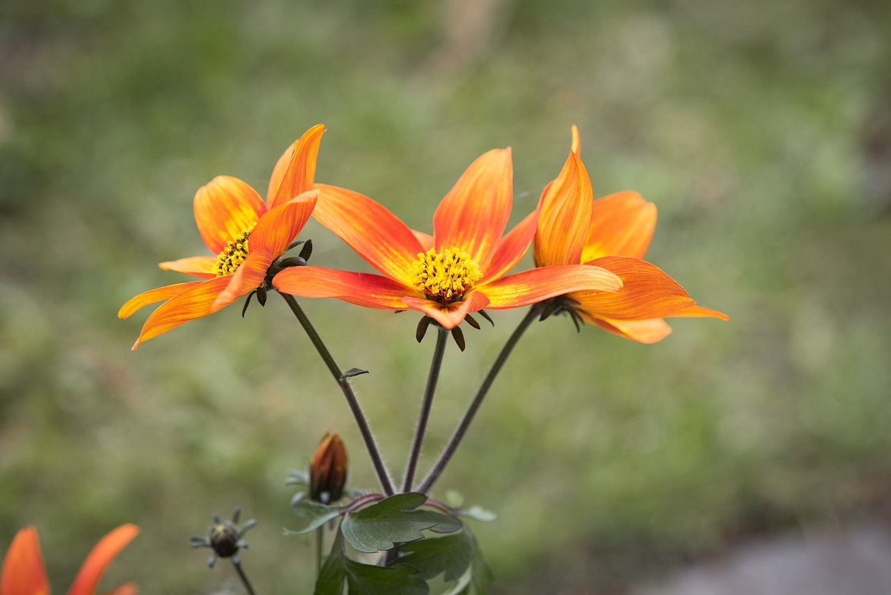 flowers  orange  garden free photo