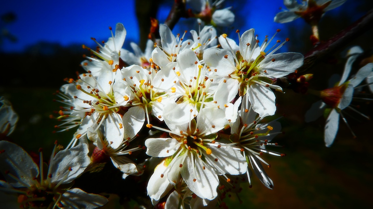 flowers  tree  branch free photo