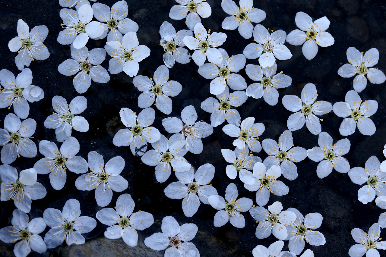 flowers  white  waterline free photo