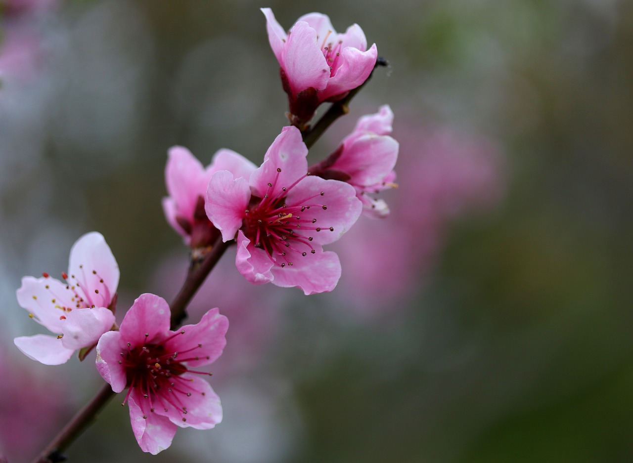 flowers  pink  casey free photo