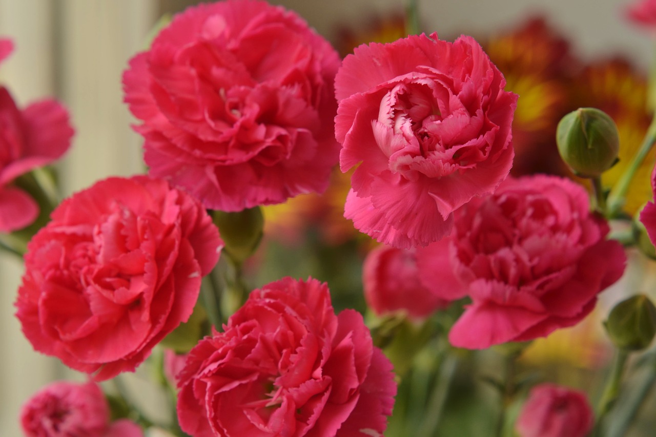 flowers  pink  pink flowers free photo