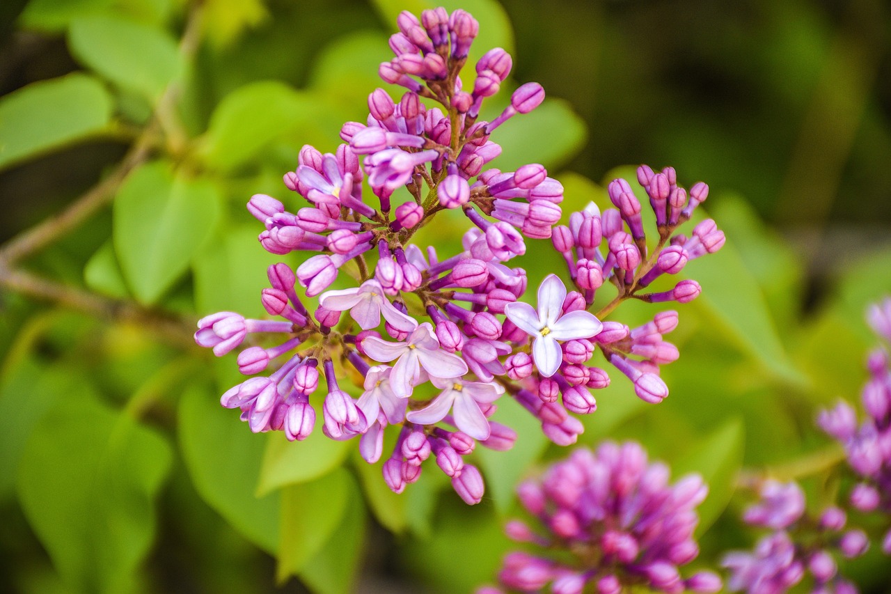 flowers  blooming  bloom free photo