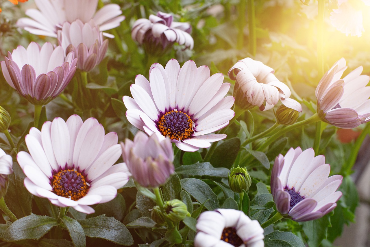 flowers  white  spring free photo