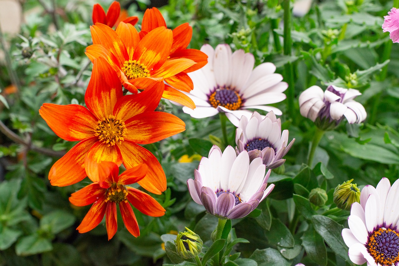 flowers  white  orange free photo