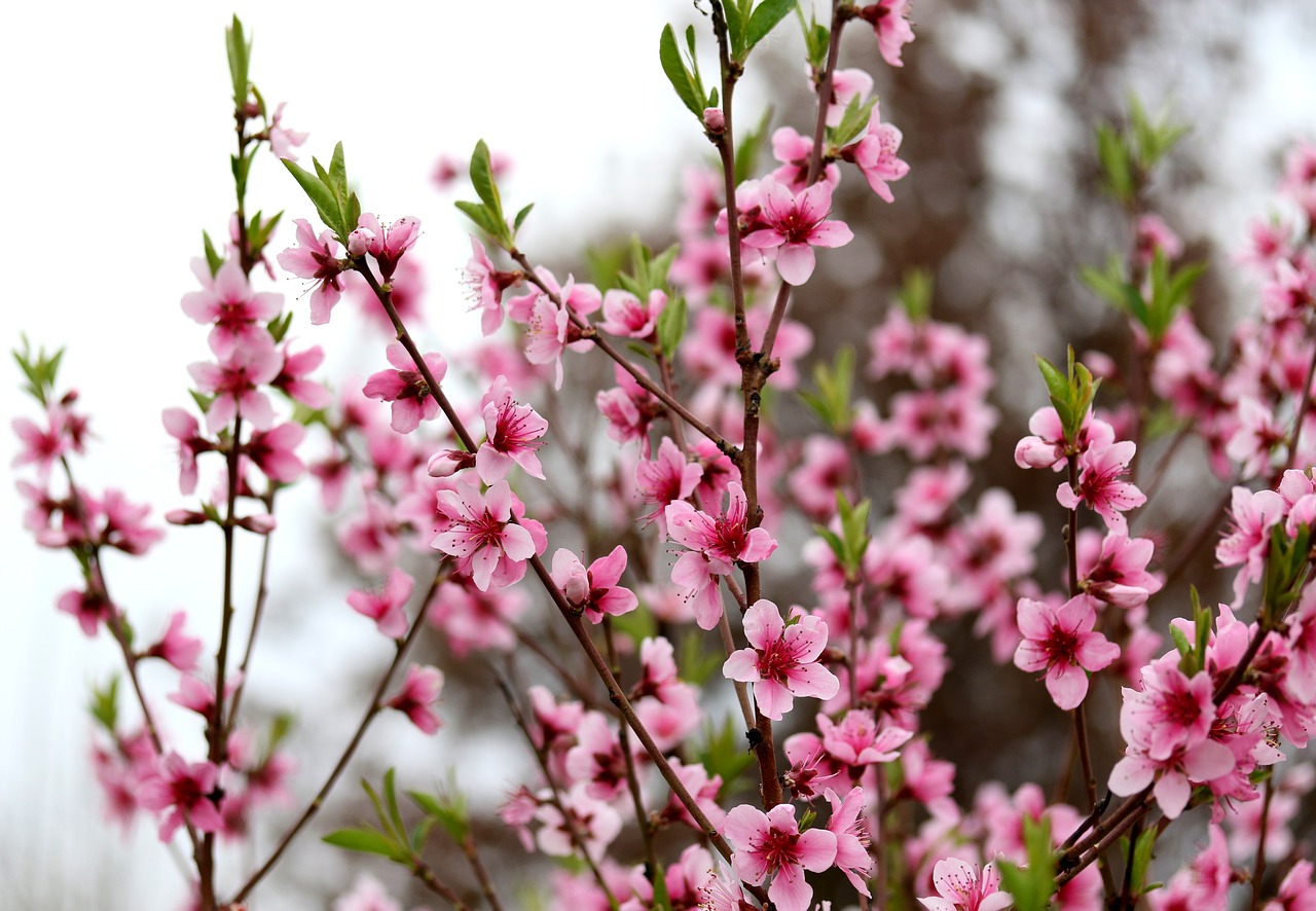 flowers  pink  casey free photo