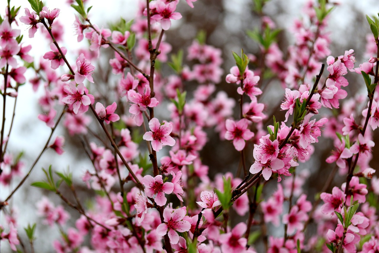 flowers  pink  casey free photo