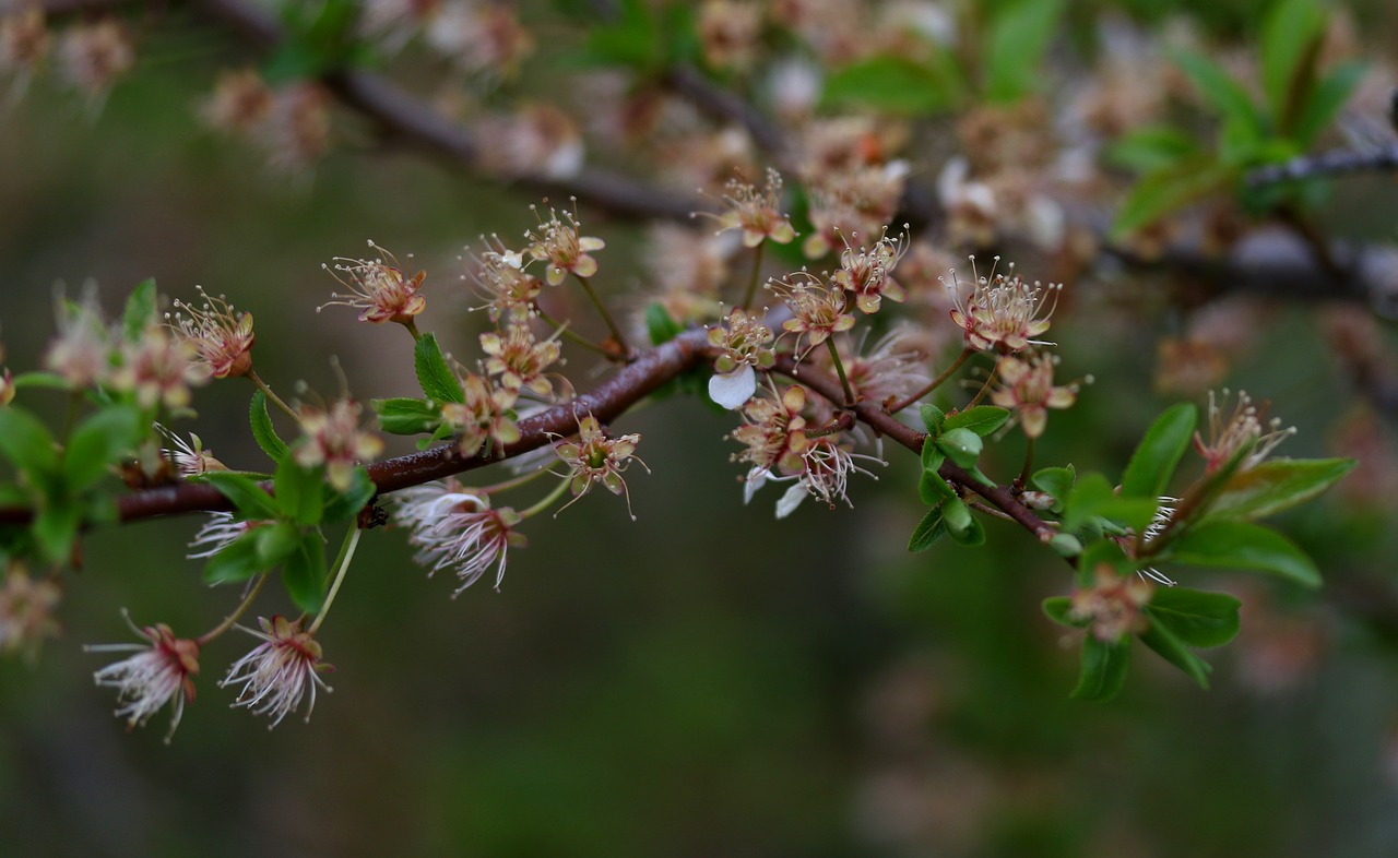 flowers  withered  casey free photo