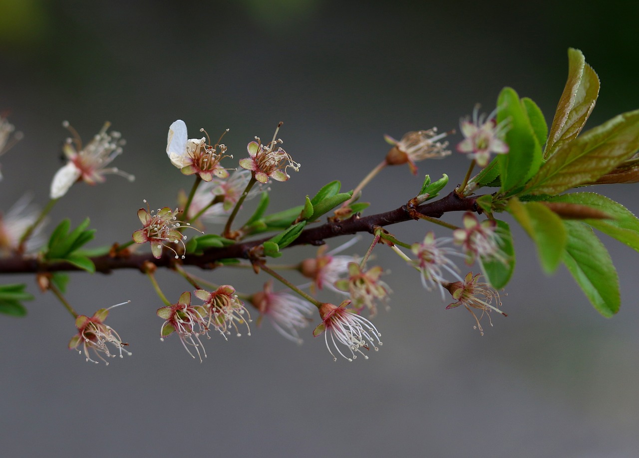 flowers  withered  casey free photo