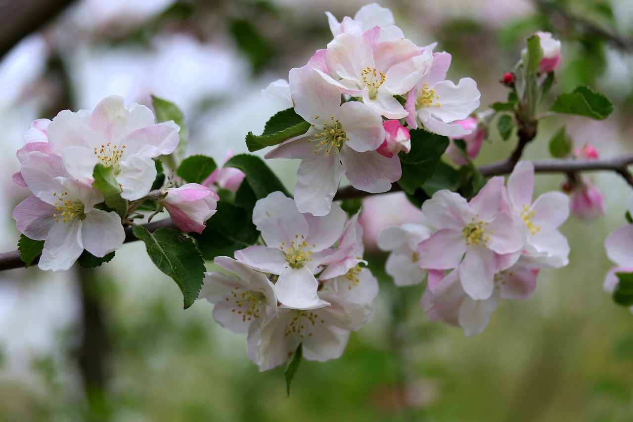 flowers  white  casey free photo