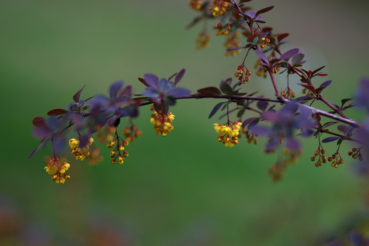 flowers  yellow  casey free photo