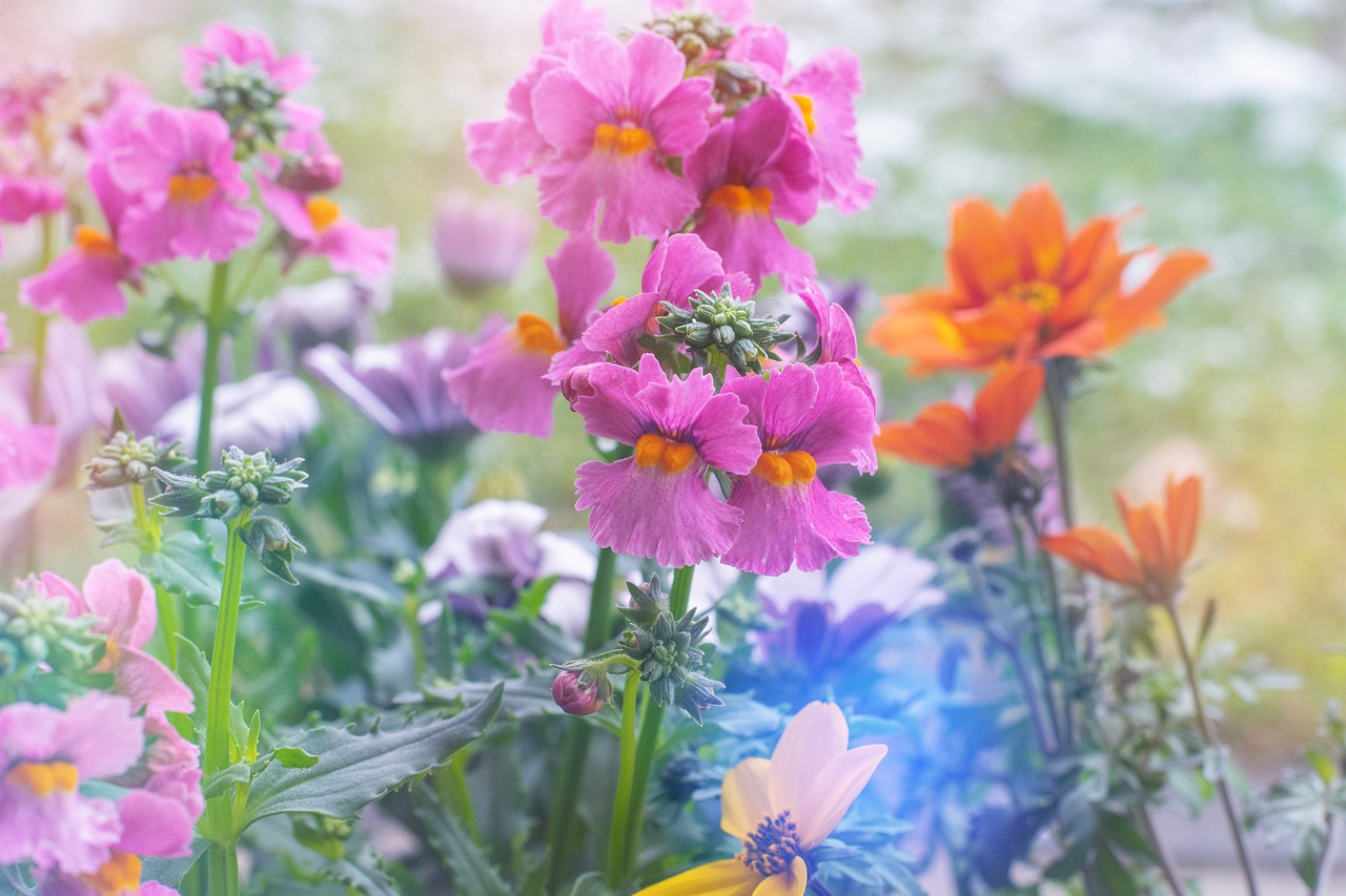 flowers  colorful  spring free photo