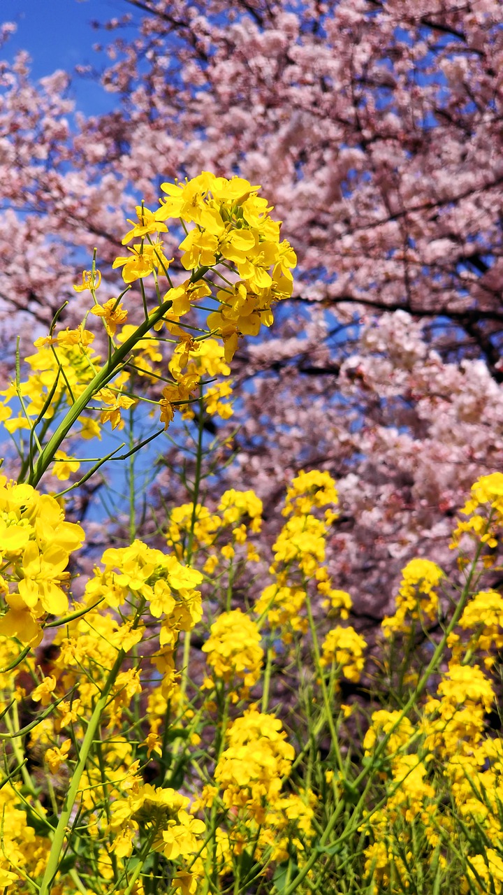 flowers  cherry blossoms  pink free photo