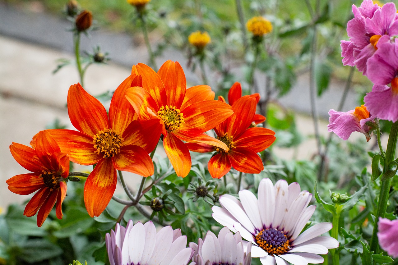 flowers  colorful  orange free photo