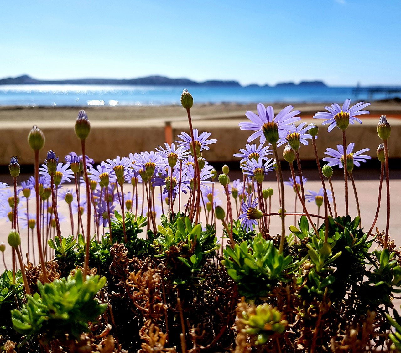 flowers  beach  sea free photo