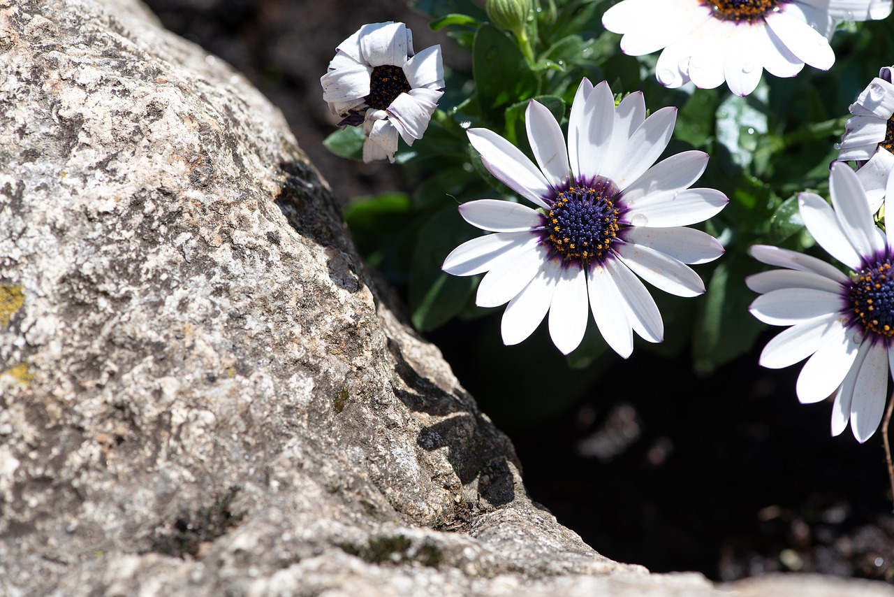 flowers  stone  white free photo