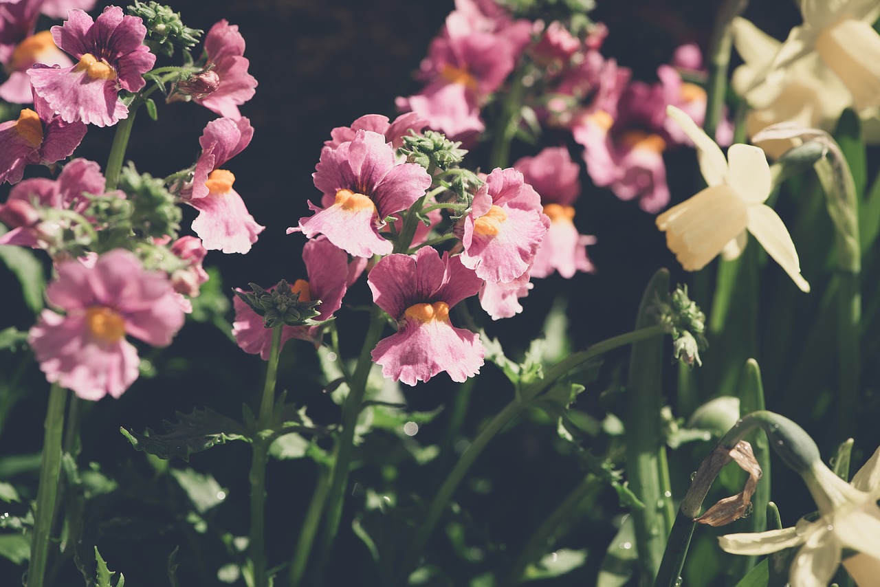 flowers  garden  plant free photo