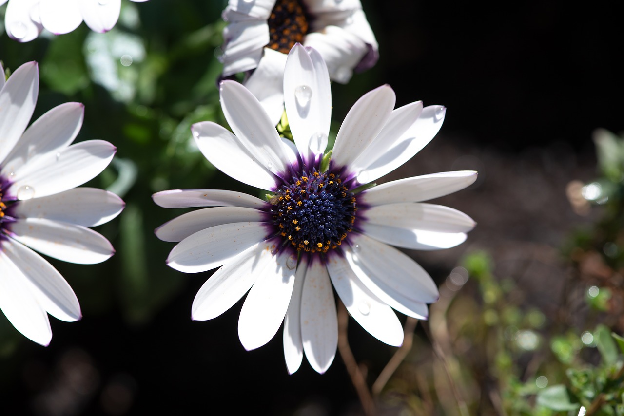 flowers  white  garden free photo