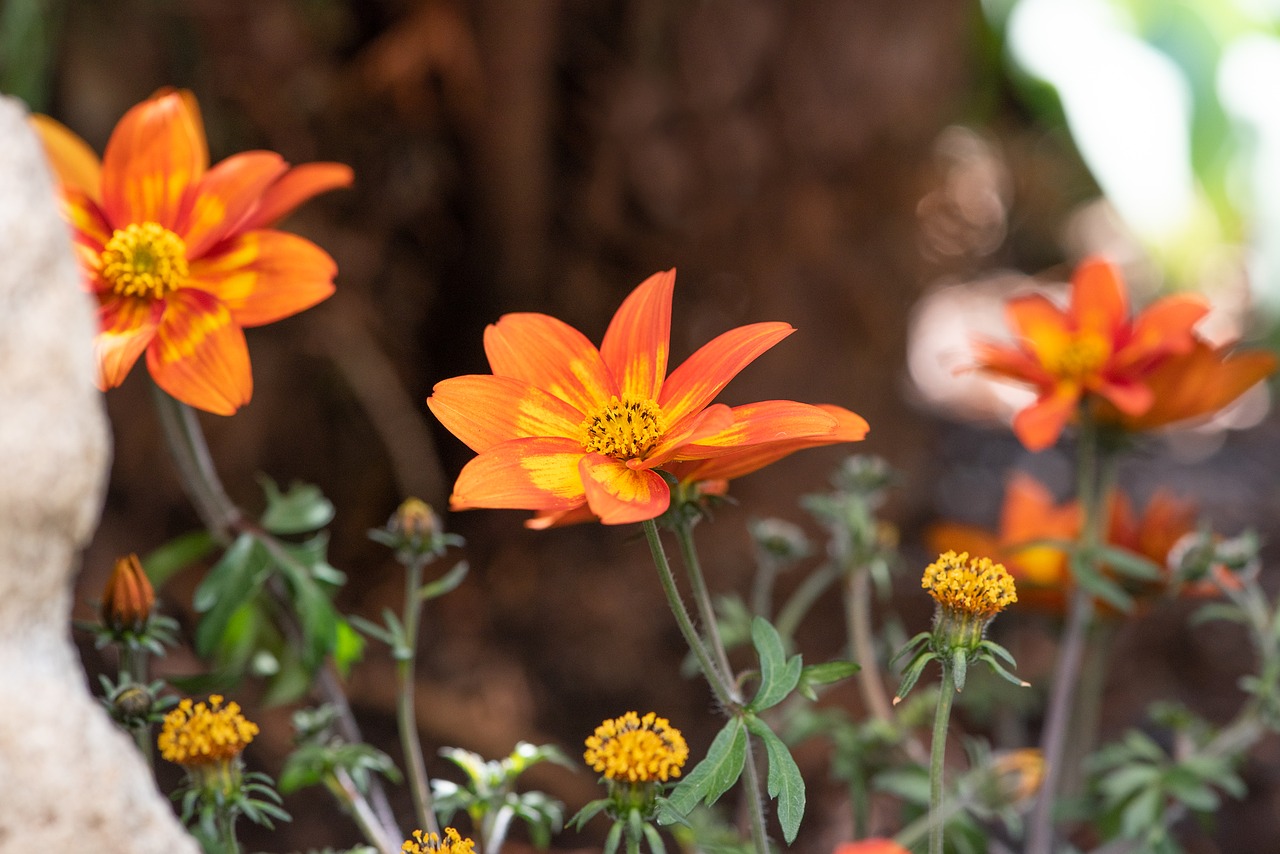 flowers  orange  garden free photo