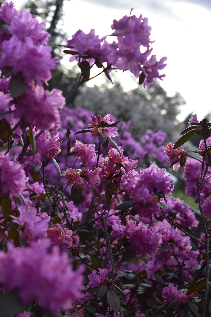 flowers  pink  sky free photo