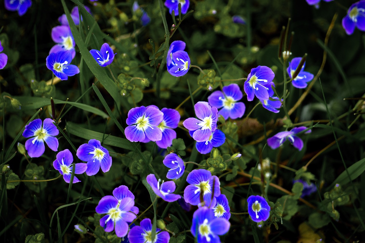 flowers  meadow  grass free photo