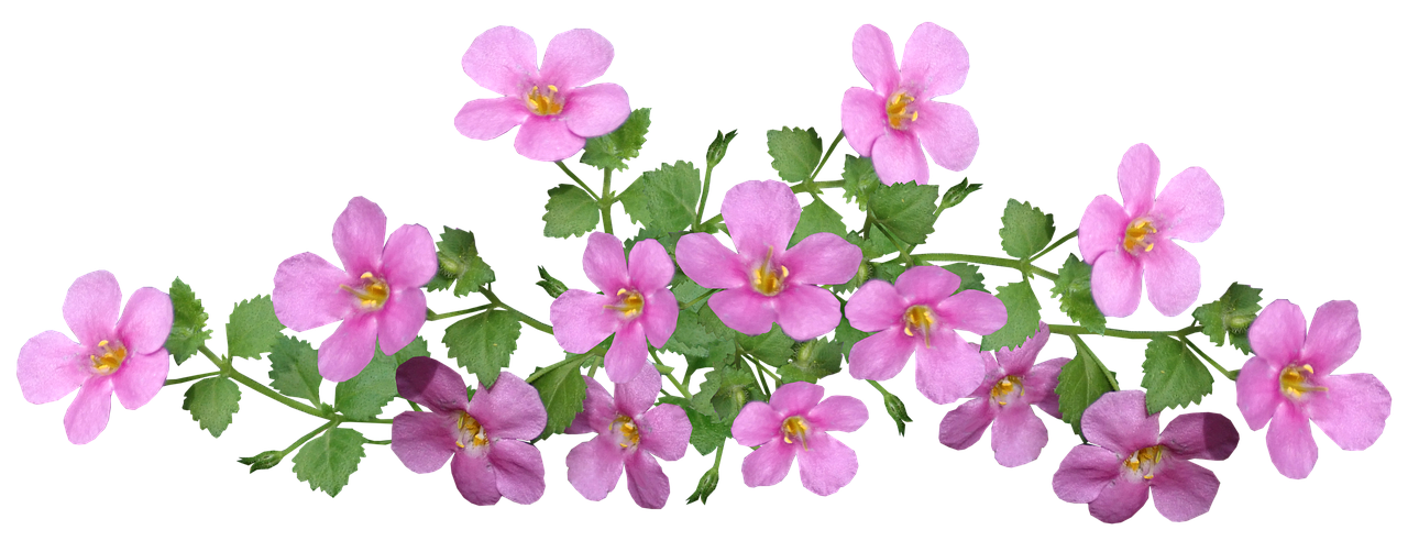 flowers  pink  ground cover free photo