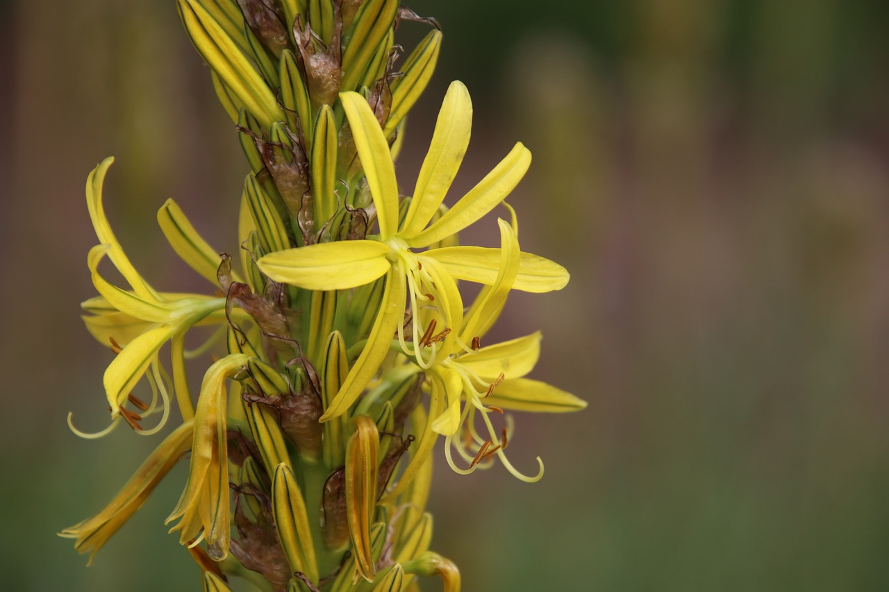 flowers  exotic  yellow-green free photo