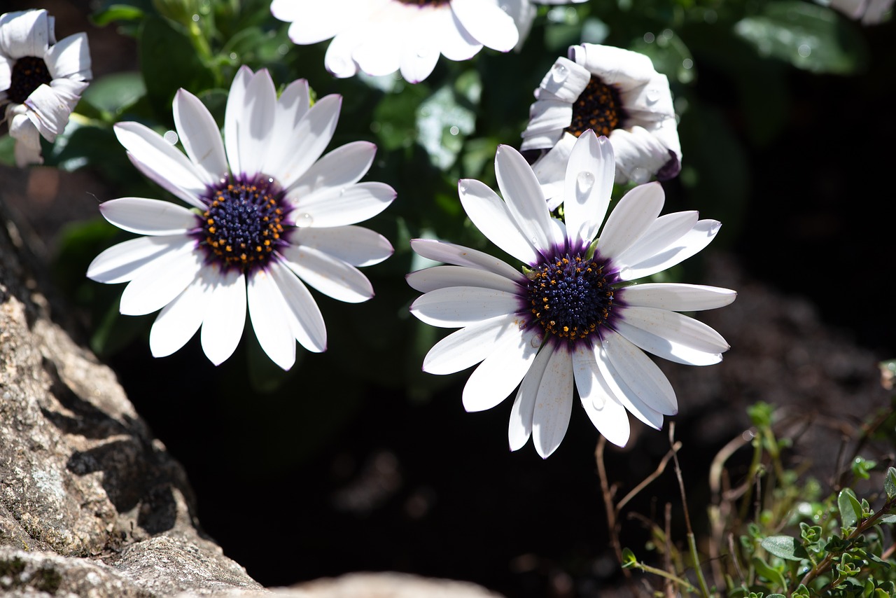 flowers  garden  white free photo