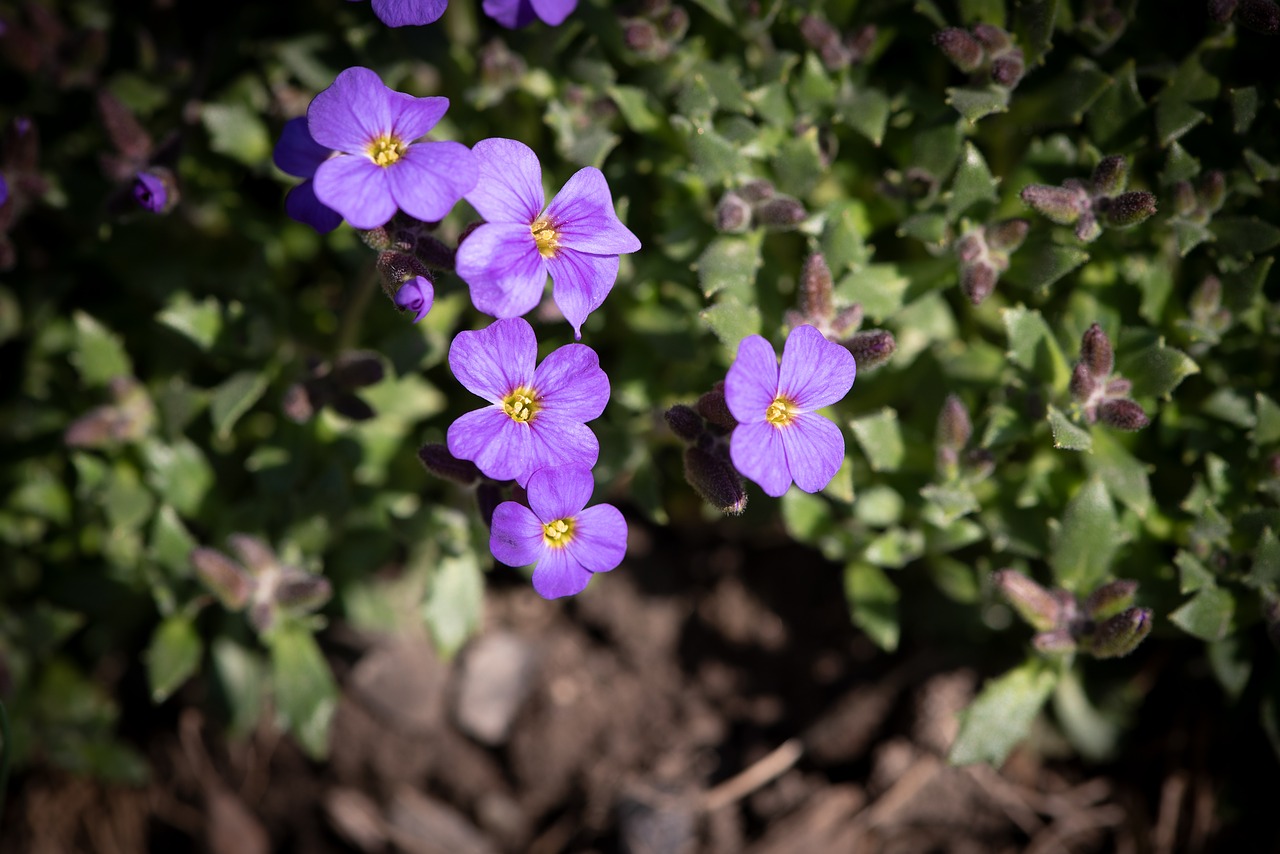 flowers  purple  violet free photo