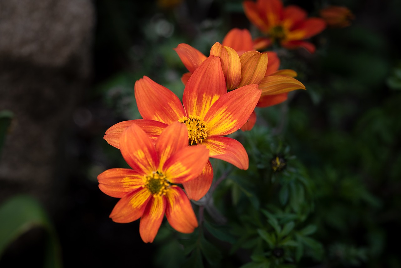 flowers  orange  garden free photo