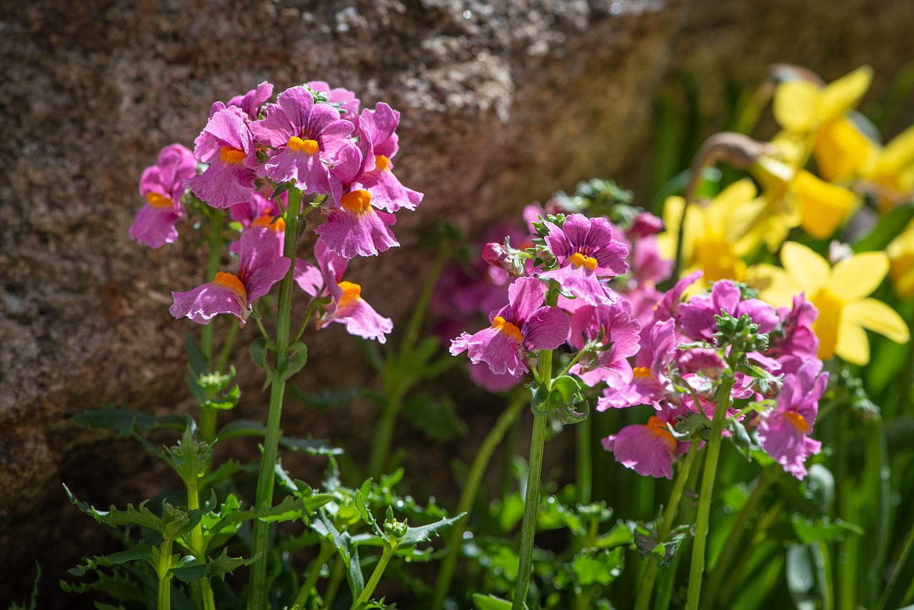 flowers  garden  pink free photo