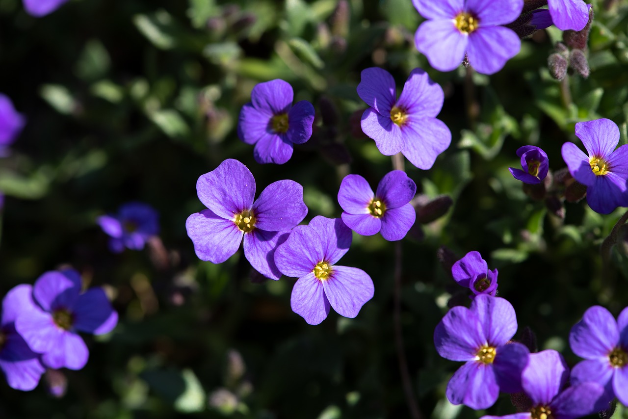 flowers  plant  violet free photo
