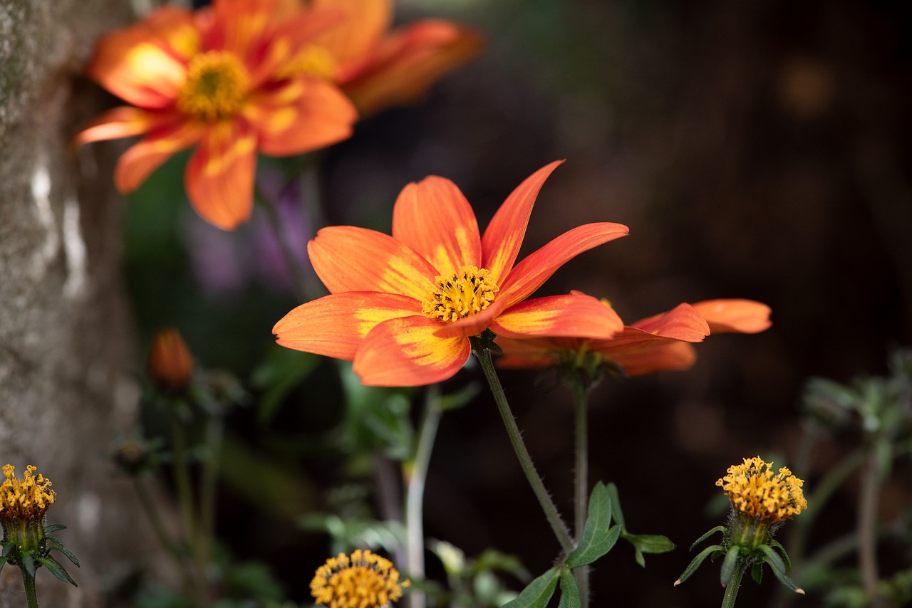 flowers  orange  garden free photo