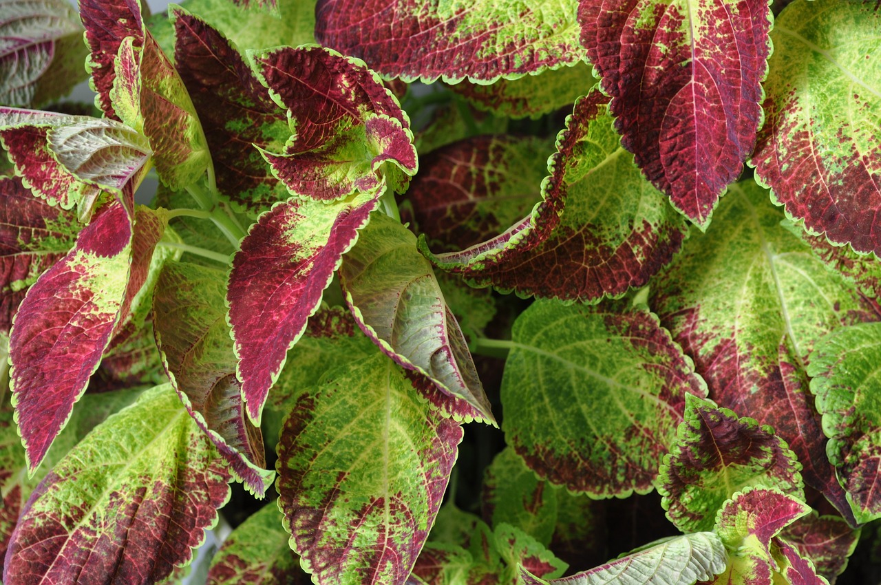 flowers  flower  coleus free photo