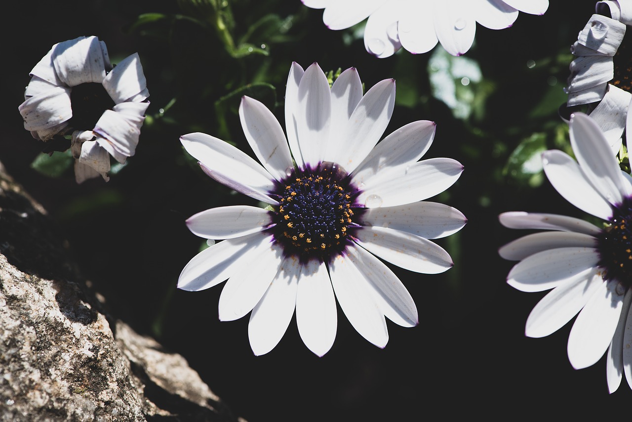 flowers  white  garden free photo