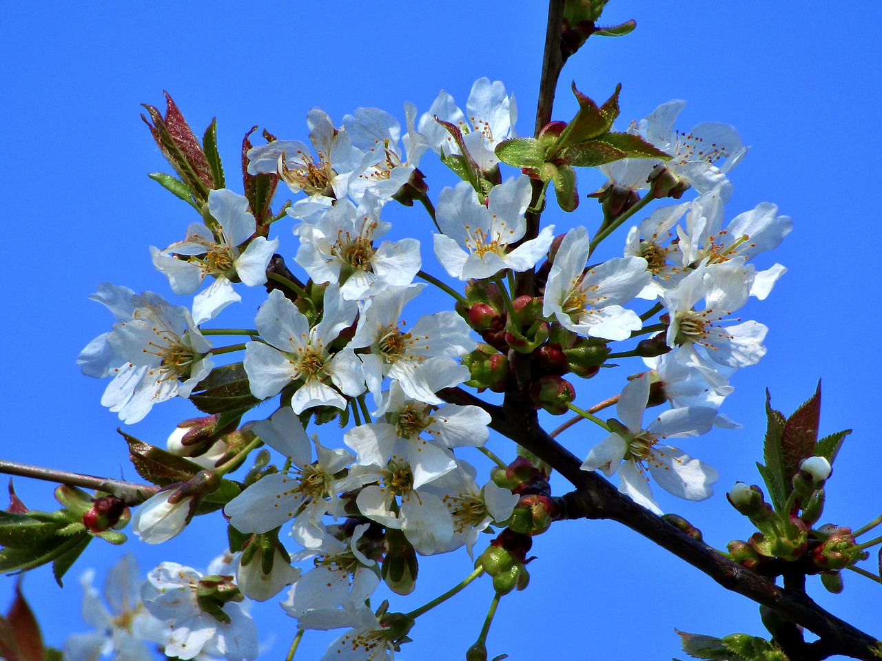 flowers  spring  garden free photo