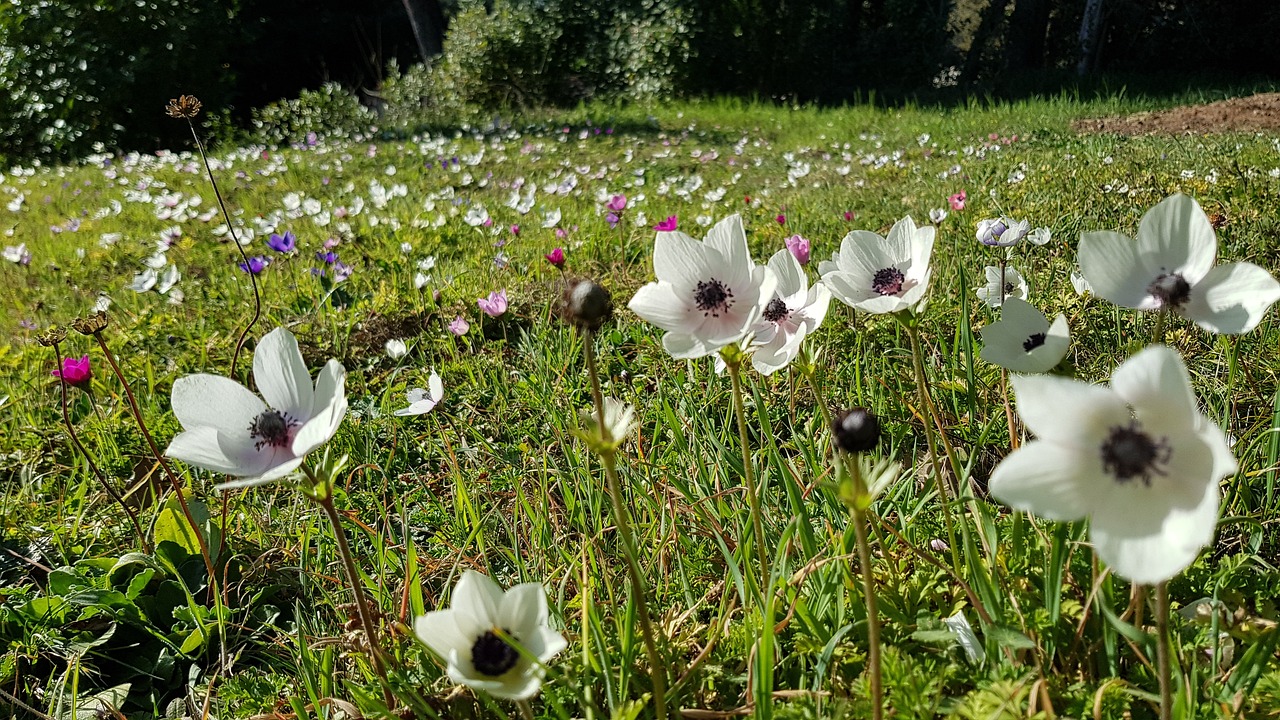 flowers  white flowers  spring free photo