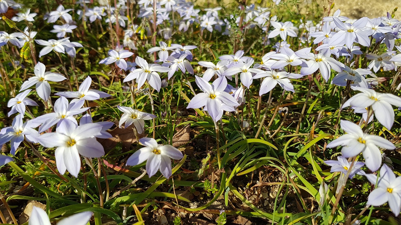 flowers  garden  nature free photo