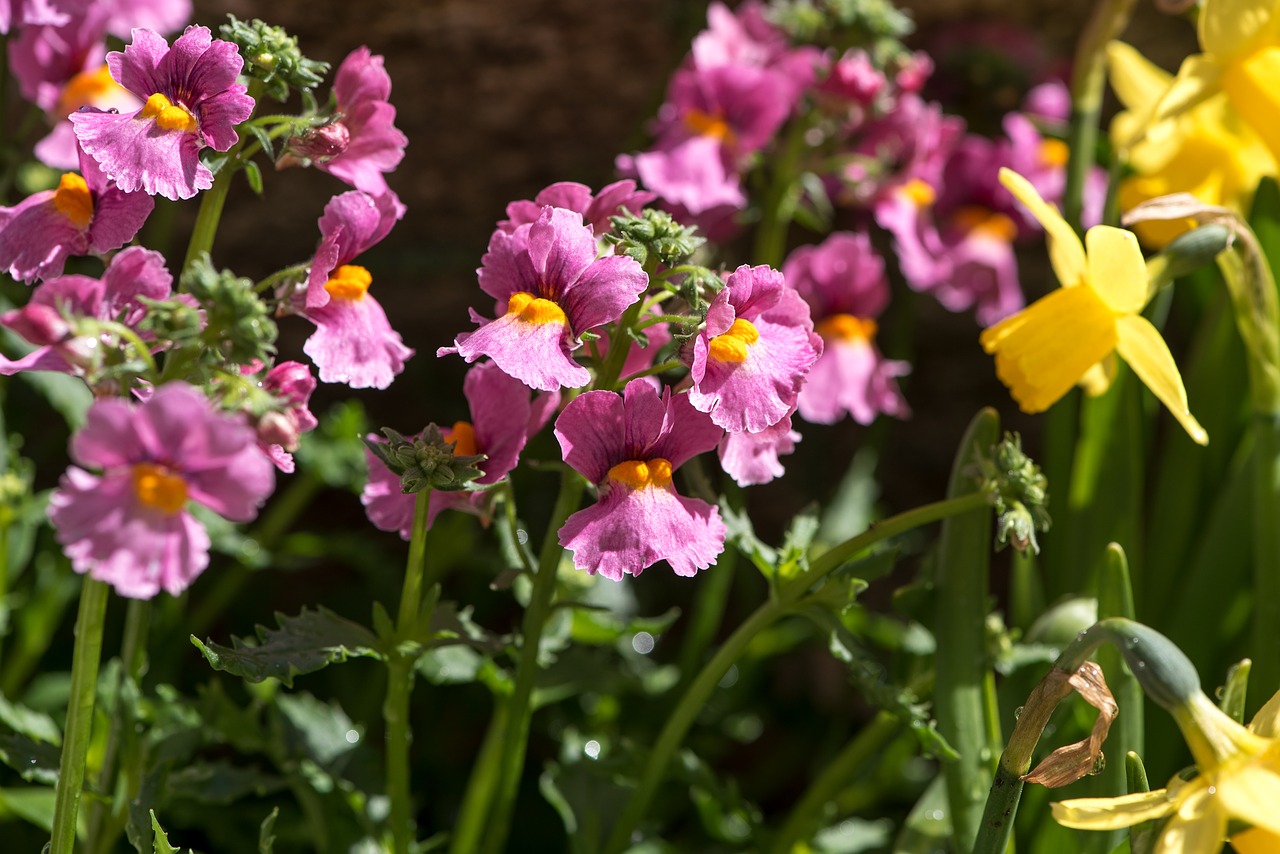 flowers  garden  colorful free photo