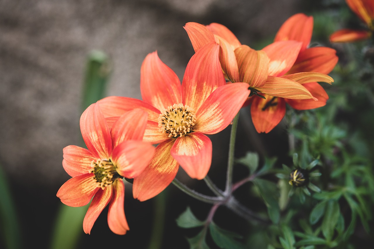 flowers  orange  garden free photo