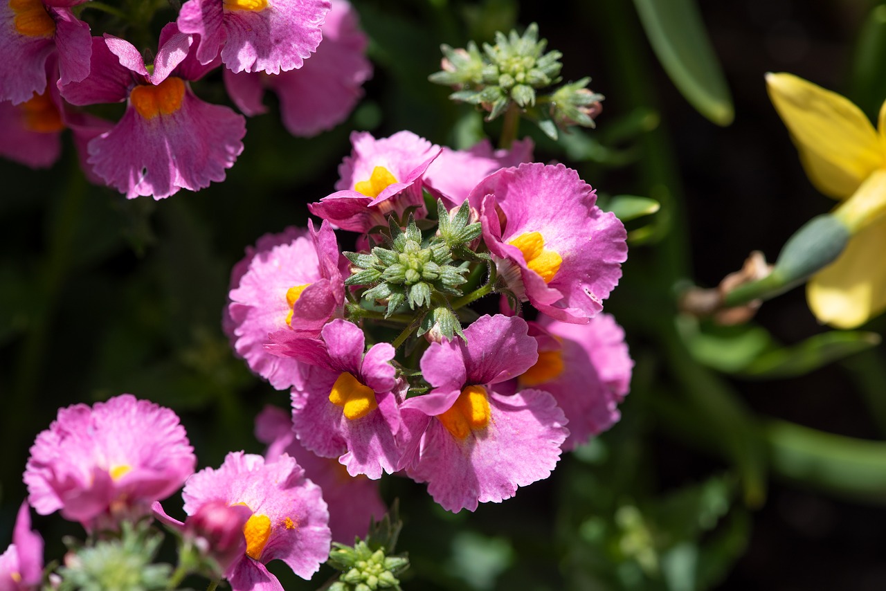 flowers  pink  garden free photo