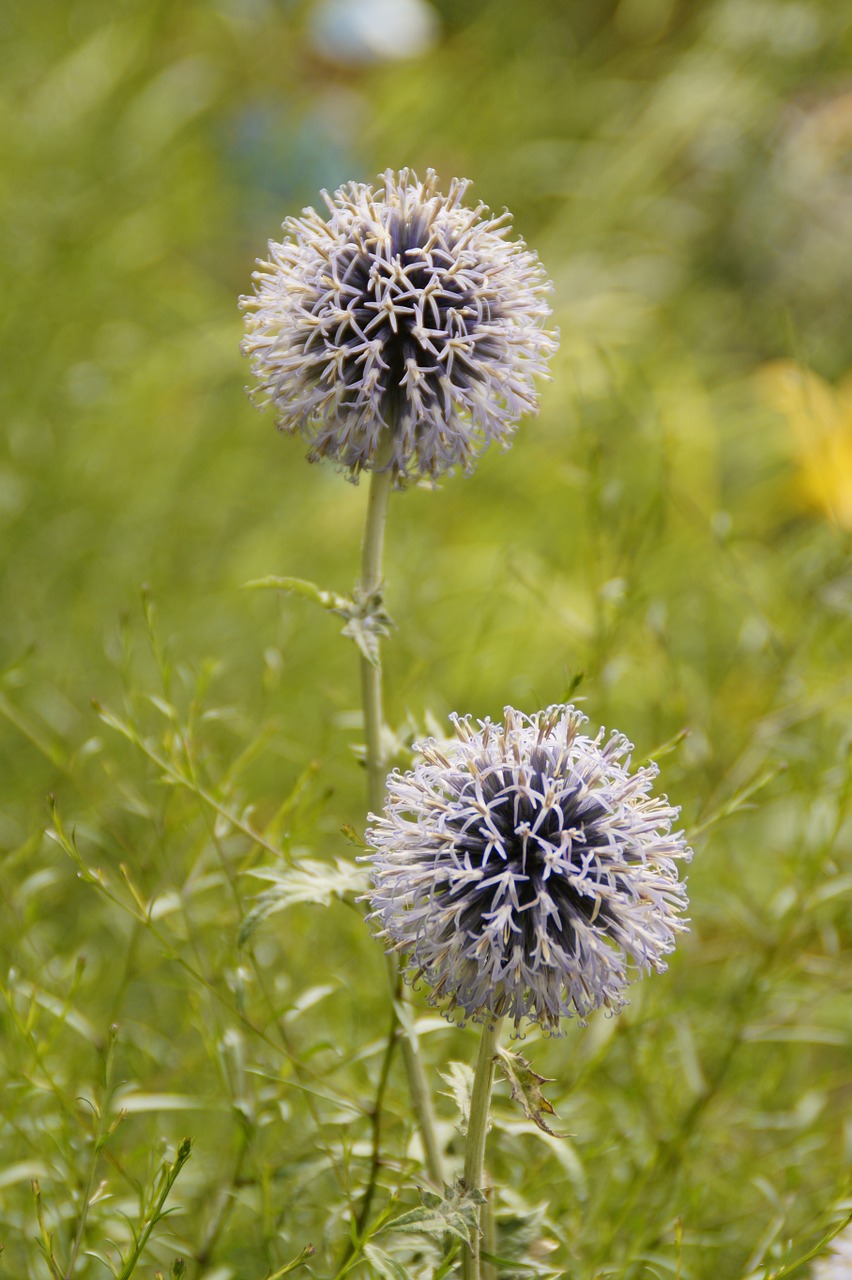 flowers balls spherical free photo