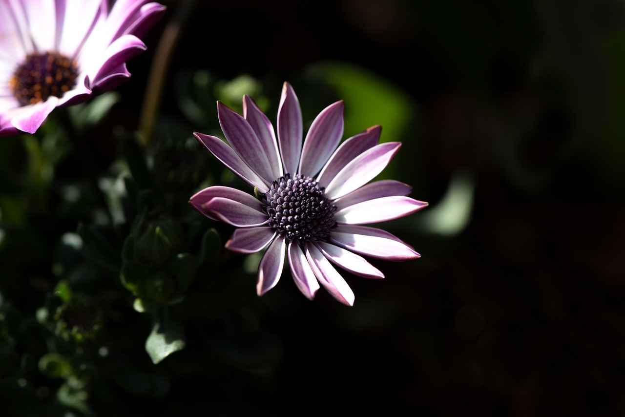 flowers  garden  blossom free photo