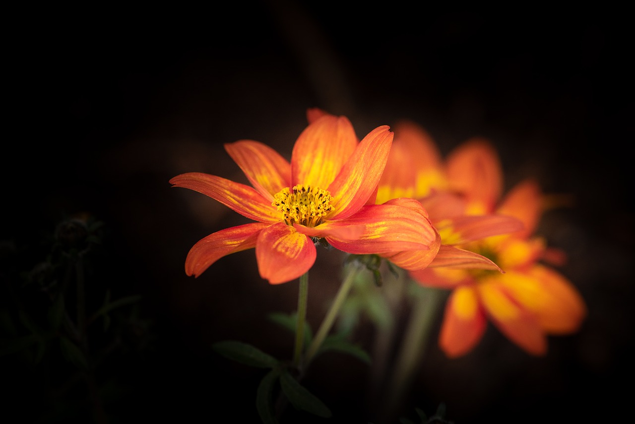 flowers  orange  bright free photo